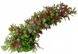 Akváriumi műnövény piros-zöld ötágú levelekkel, hajlítható szárral 20 cm