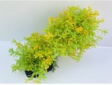 Akváriumi műnövény zöld és sárga levelekkel és hajtásokkal, hajlítható szárral 20 cm