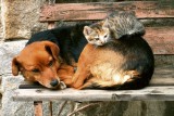 Dimex CAT AND DOG fotótapéta, poszter, vlies alapanyag, 375x250 cm