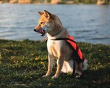 Lázár mentőmellény NAVY Kutya mentőmellény Mentőmellény kutyáknak 15-40kg