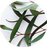 Noname Eukaliptusz 100% tisztaságú, természetes illóolaj 100 ml