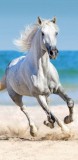 Aztadejo Vágtató fehér ló a tengerparton strandtörölköző 70x140 cm