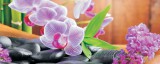 Consalnet Orchidea poszter, fotótapéta 115VEP /250x104 cm/