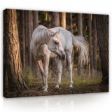 Consalnet Vászonkép, Fehér ló az erdőben, 60x40 cm méretben