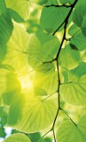 Dimex GREEN LEAVES fotótapéta, poszter, vlies alapanyag, 150x250 cm