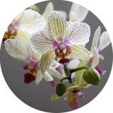 Noname Orchidea 100% illatolaj 100 ml