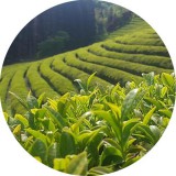 Noname Zöld tea 100% illatolaj 100 ml