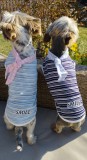 PetGear Kutyaruha - Cuki könnyed divatos ing kendővel extra stílusért - kétféle színben