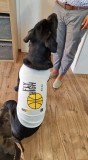 PetGear Kutyaruha - Fly High Feliratos, kosárlabdás mintával, cuki trikó - tökéletes nagy kutyáknak