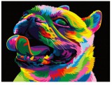 Szivárvány bulldog számfestő készlet