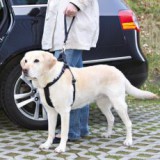 TRIXIE Póráz kutyának fekete, rövid - 33cm