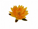 Ubbink Selyemvirág, sárga tavirózsa, 16 cm